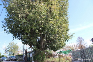 Bagolaro di Zafferana